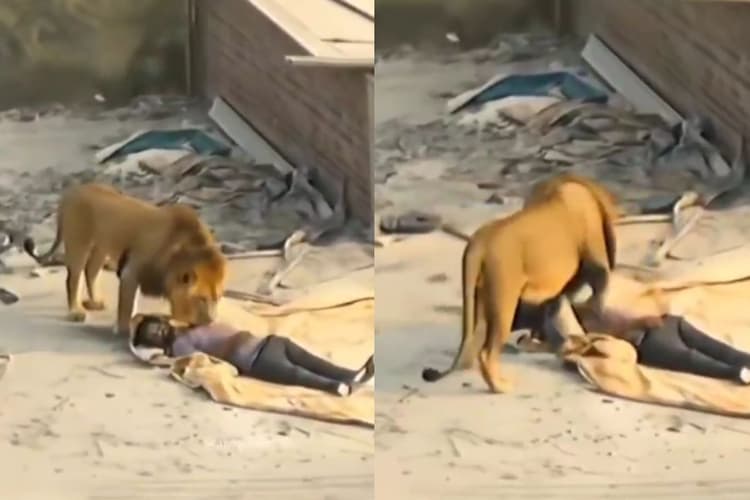 Viral Video: छत पर सोए मजदूर के पास आ पंहुचा शेर, पहले देखा फिर सूंघा और जो अंत में हुआ उसे देख सन्न रह गए लोग