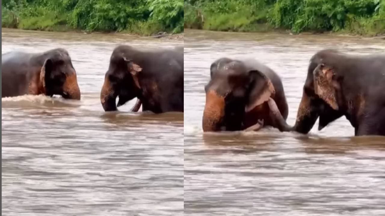 Viral video Viral video