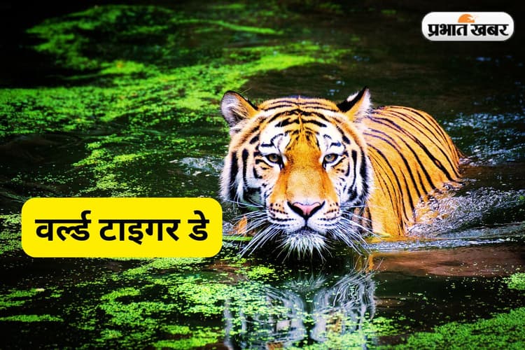 Palamu Tiger Reserve: बाघ देखना है, तो चले आईए पलामू टाइगर रिजर्व