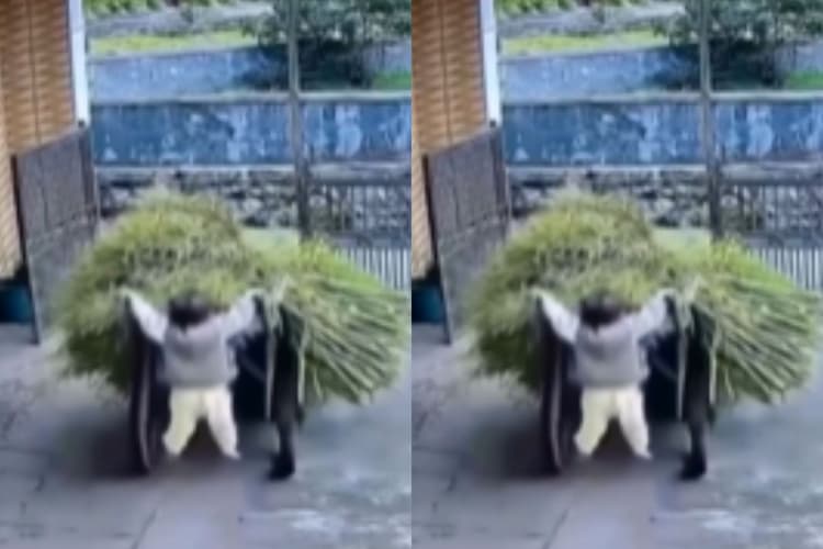 Viral Video: कर्म करने जाता हूं, कांड हो जाता है! वाहन से लटकते बच्चे का वीडियो देखकर नहीं रुकेंगी हंसी