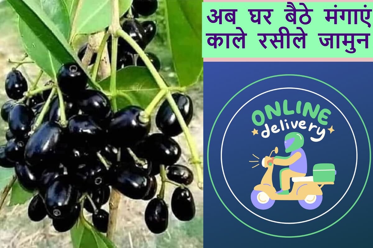blackberry java plum jamun online order delivery