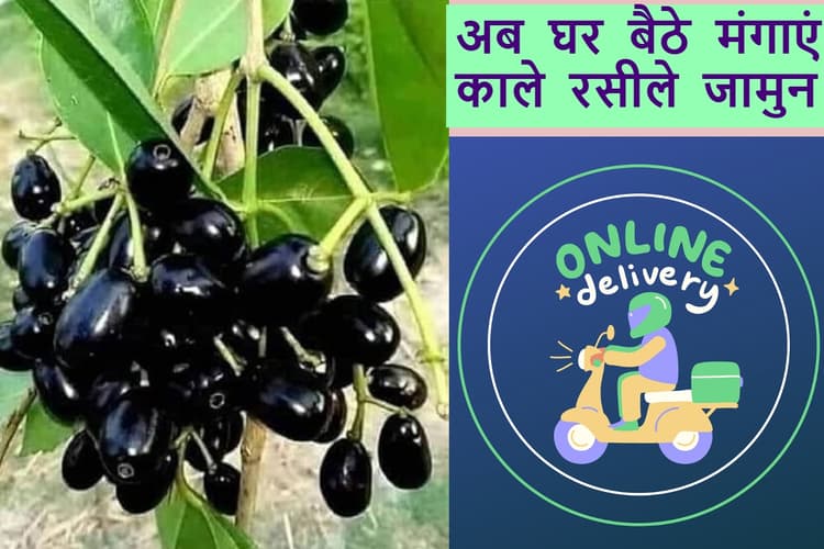 Jamun Online Order: अब घर बैठे मंगाएं जामुन! जानिए इस सुपरफूड के फायदे और ऑनलाइन ऑर्डर का तरीका