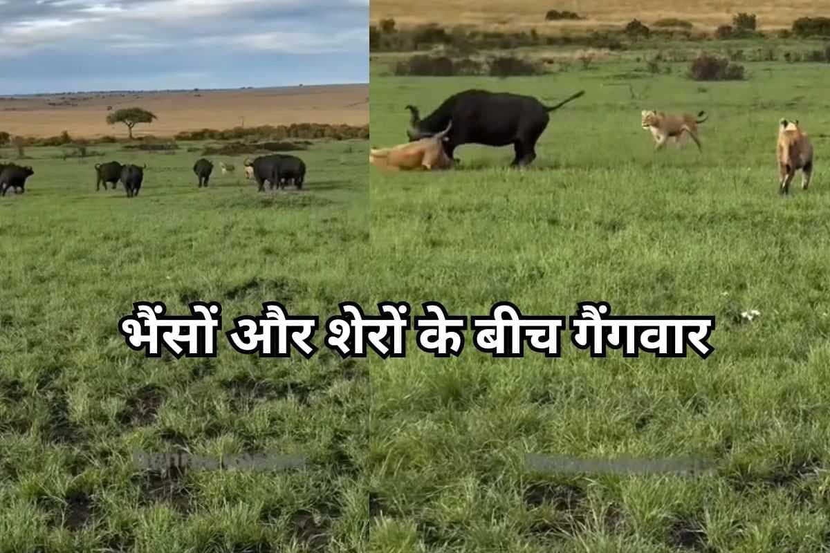 Viral Video: भैंसों और शेरों के बीच गैंगवार! भयंकर युद्ध में दुम दबाकर भागे जंगल के राजा