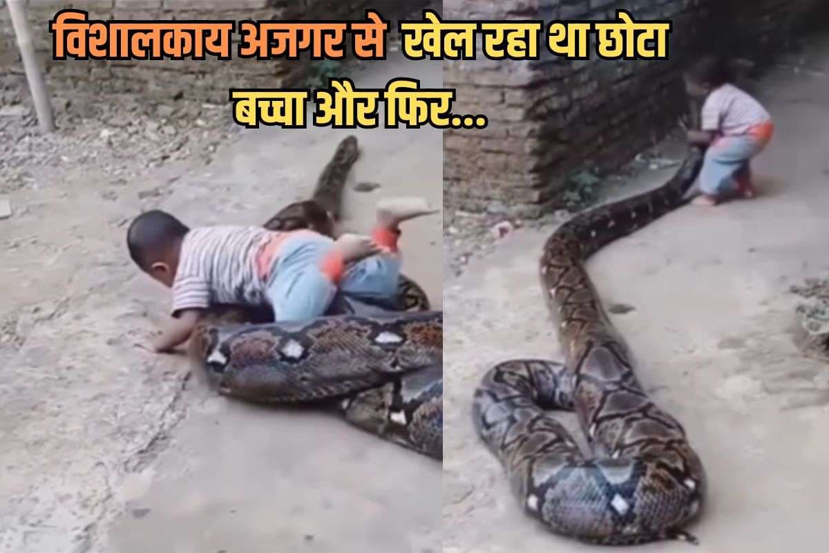 Viral Video: विशालकाय अजगर से खेल रहा था छोटा बच्चा, अचानक पहुंच गया मुंह के पास, आगे जो हुआ वीडियो देख कांप जाएगी रूह