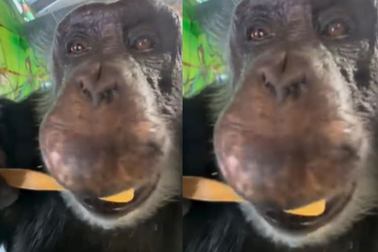 Viral Video: आधा भारत नहीं जानता कि चिम्पांजी कैसे करता है ब्रश, जान जाएगा तो आज ही खरीद लेगा टूथब्रश