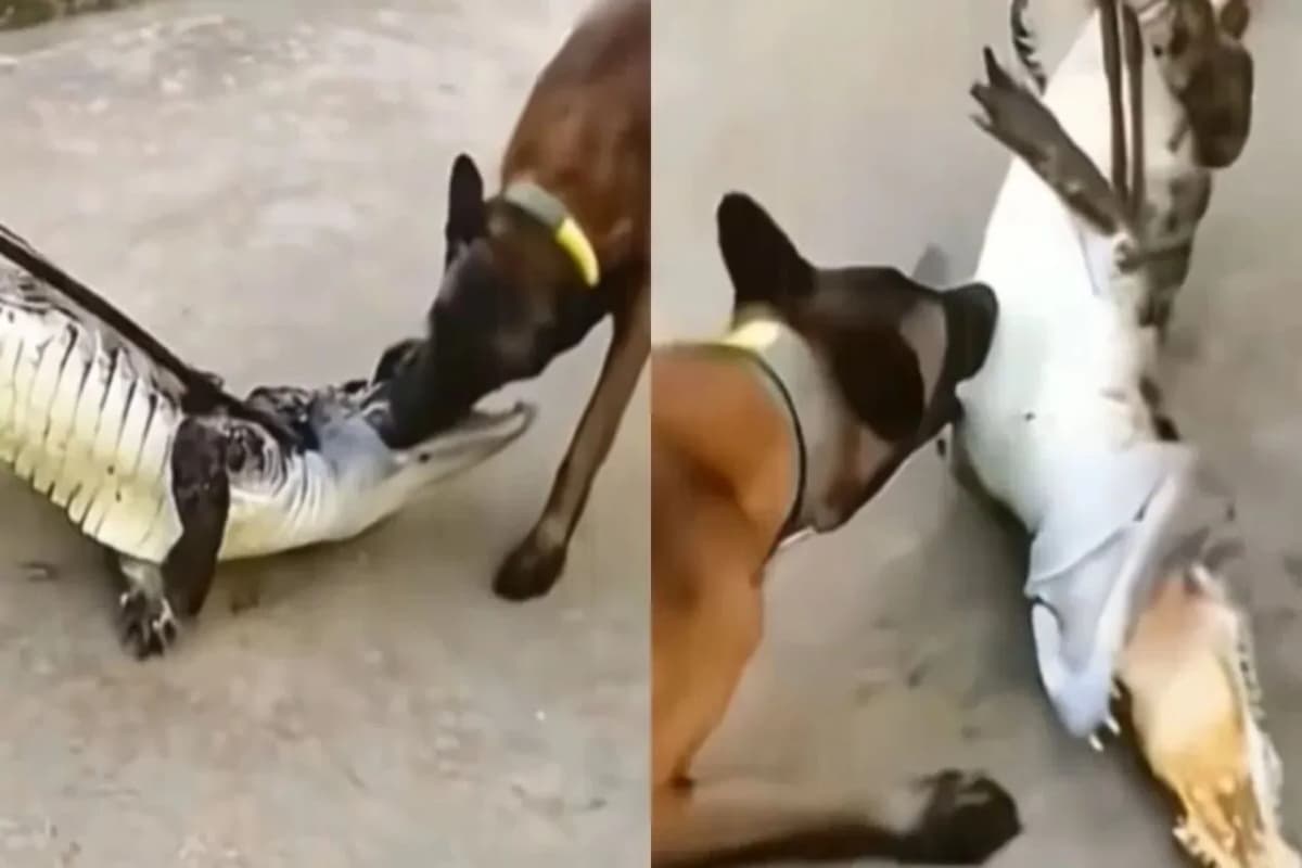 WATCH VIDEO: डॉगेश ने बेमतलब ले लिया मगर से पंगा, ज्यादा तेज बनने का यही अंजाम