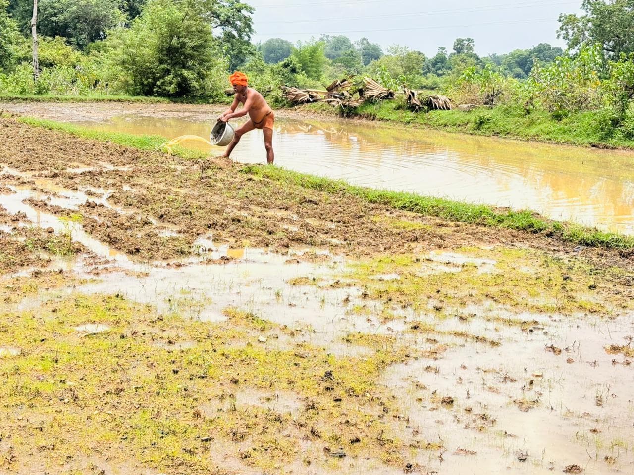 Giridih News :सरिया में लेवा विधि से किसान डाल रहे धान का बीज