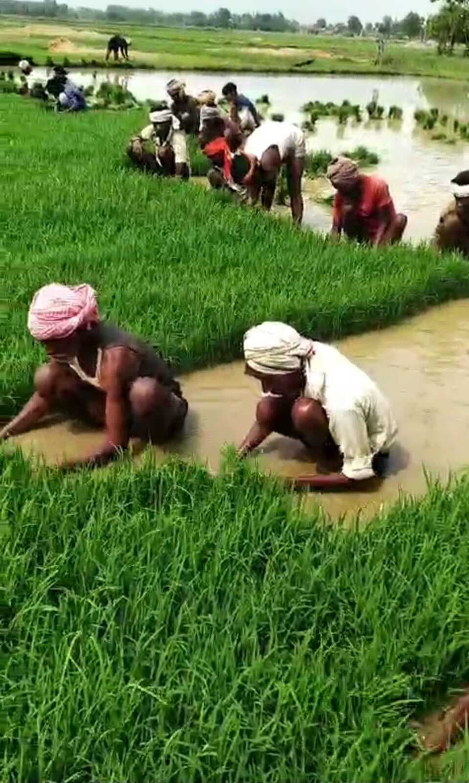 कुटुंबा के दक्षिणी क्षेत्र में शुरू हुई धान की रोपनी