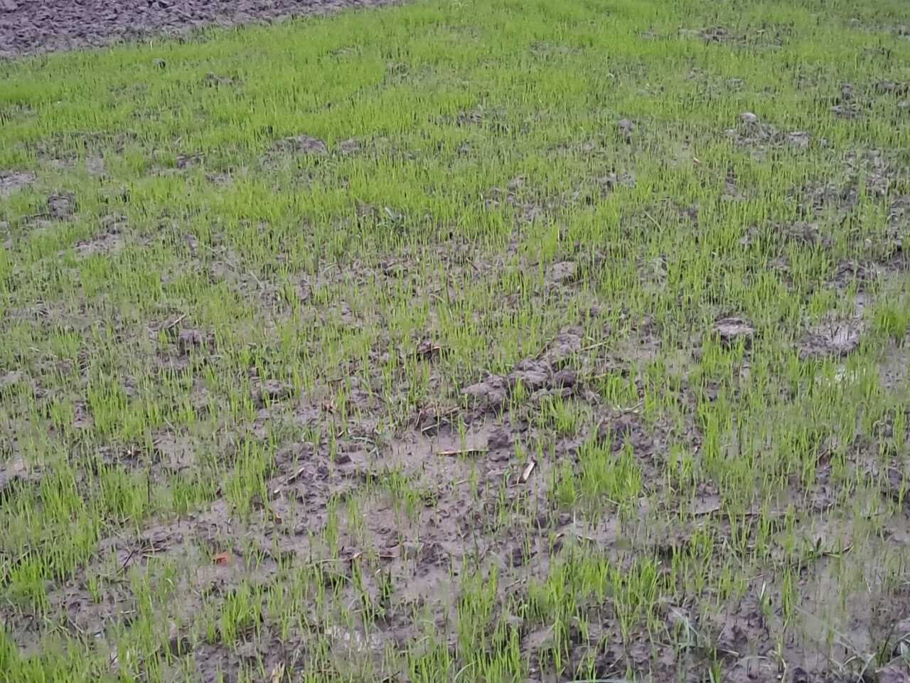 38 हजार हेक्टेयर धान की खेती का रखा गया लक्ष्य, धान की नर्सरी तैयार करने में जुटे किसान