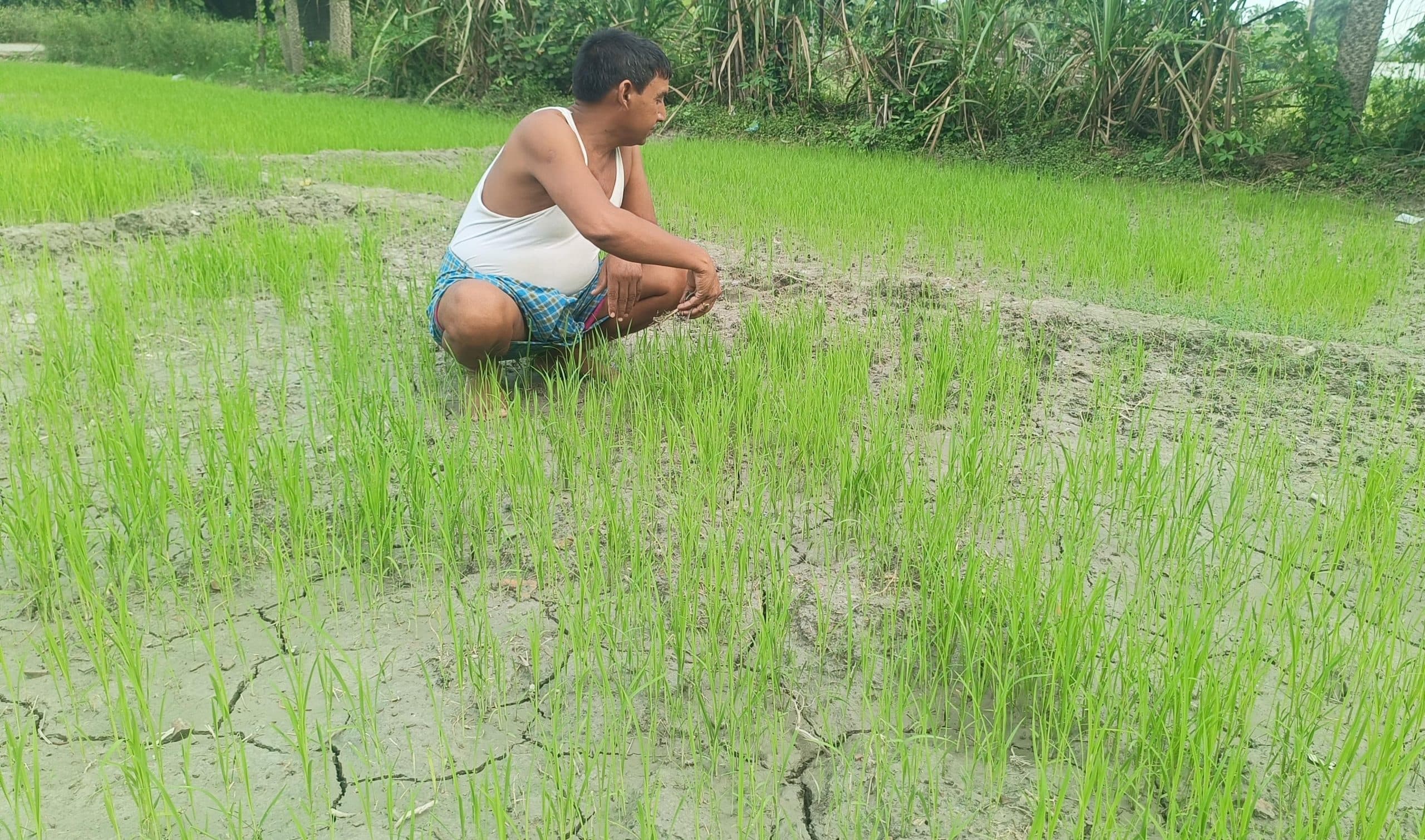 hajipur news. सिंचाई कर धान का बिचड़ा बचाने में जुटे किसान