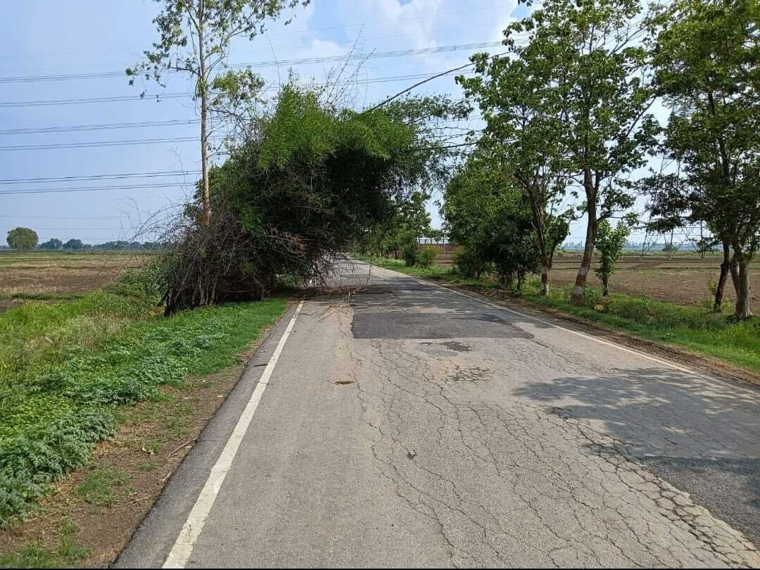 कुदरा-परसथुआ पथ पर बांस की झाड़ियों से वाहन चालक परेशान