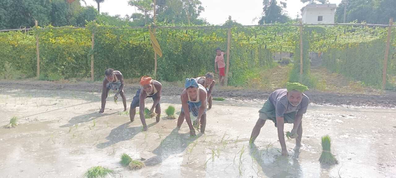 hajipur news. निजी पंप सेट के सहारे किसानों से शुरू की धान की रोपनी