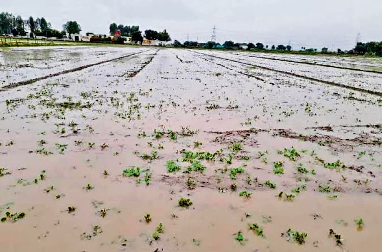 East Singhbhum News : 306 मिमी बारिश ने किसानों की कमर तोड़ी, बिचड़े व धान की रोपाई बर्बाद