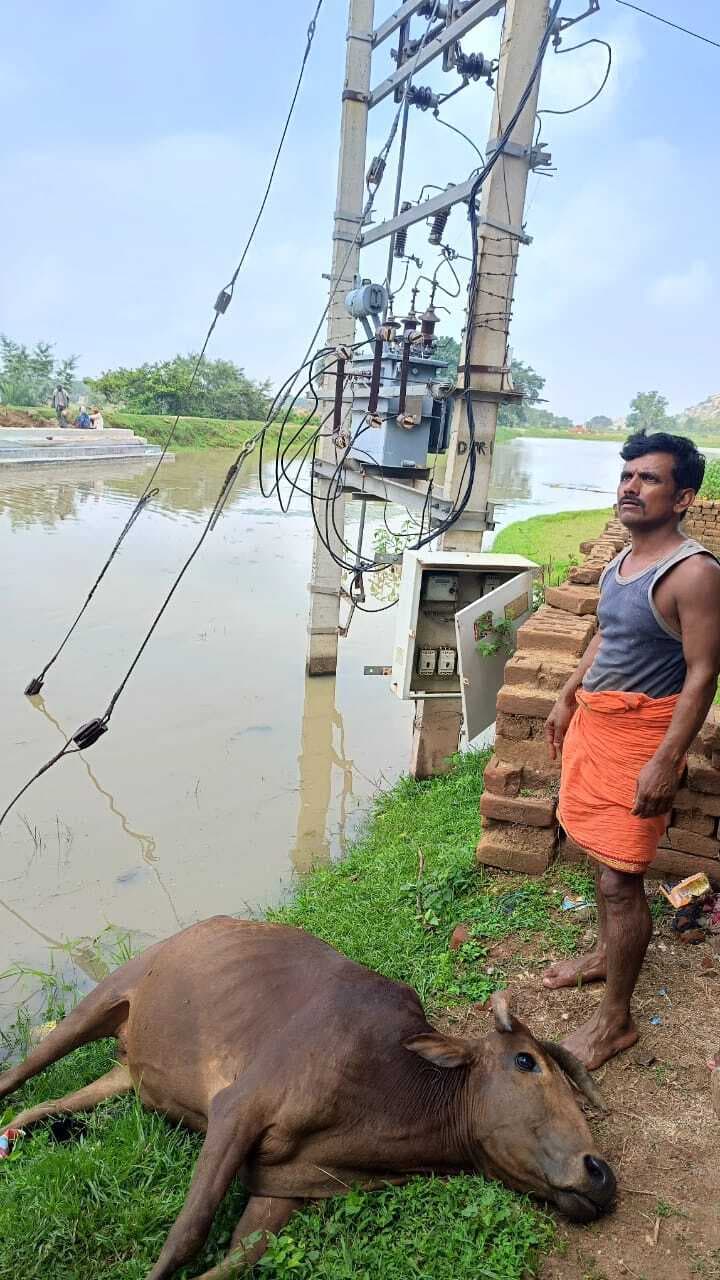 Giridih News : तालाब में दौड़ी करंट, मछली व मवेशी मरे