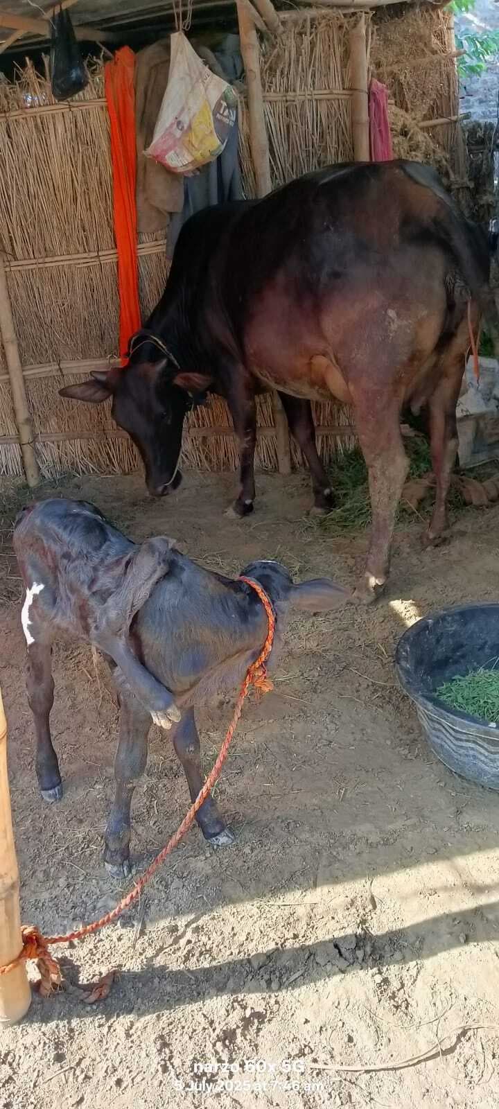 Motihari: गाय ने छह पैर वाली अदभूत बछिया को दिया जन्म