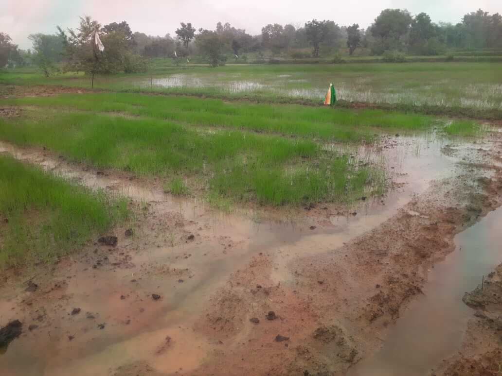 लगातार बारिश ने बढ़ायी किसानों की चिंता
