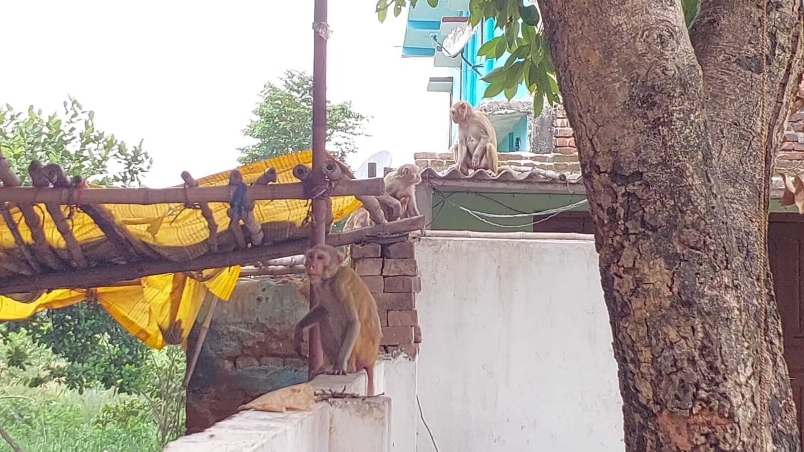 गांवों में बंदरों का आतंक, कई लोगों को काट कर किया जख्मी