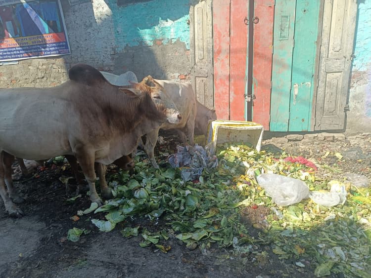 Madhubani News : नीलम सिनेमा रोड में गंदगी का अंबार, राहगीर परेशान