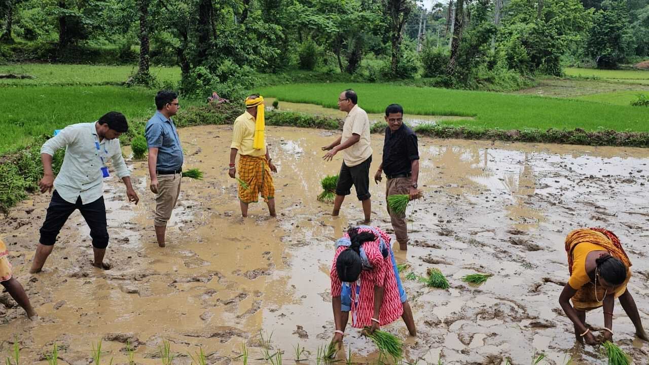 49 हजार हेक्टेयर में धनरोपनी का है लक्ष्य, 8 हजार में हुई रोपनी : डीएओ