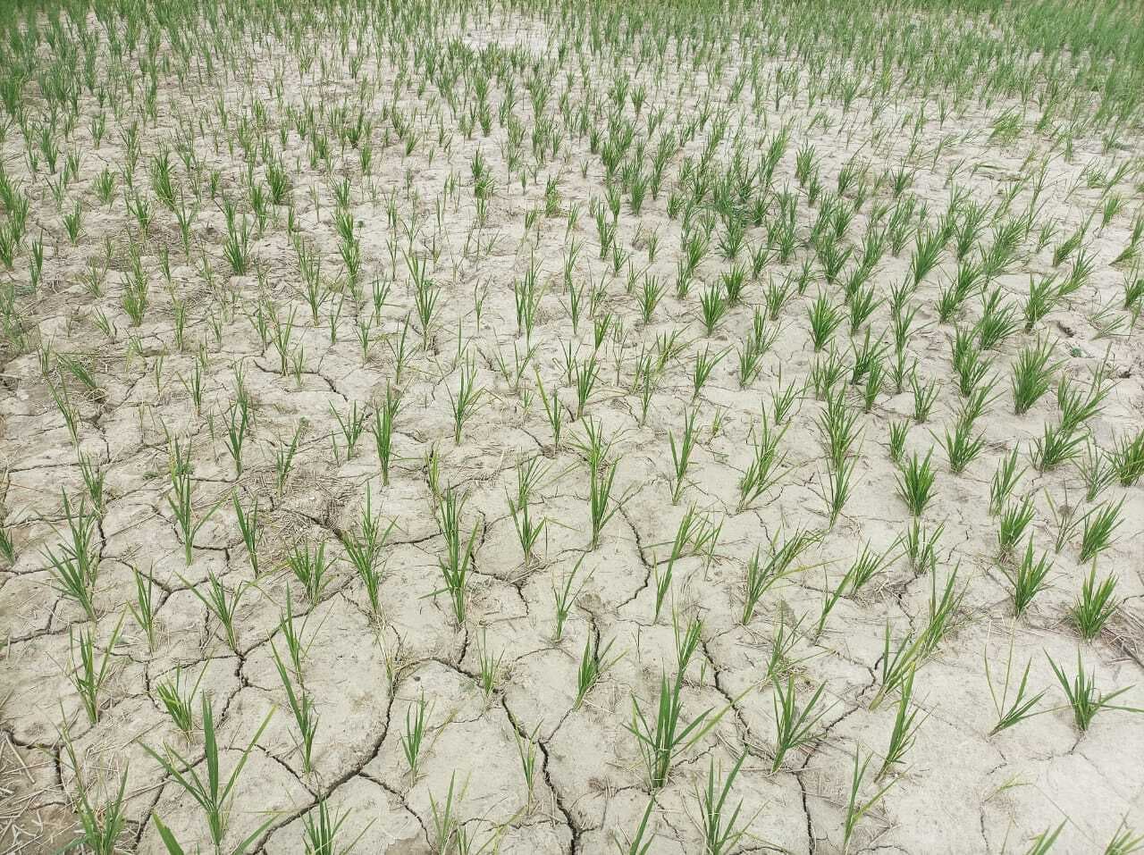 Motihari: मौसम की बेरुखी से किसान हलकान, सूखने लगे खेतों में धान के बिचड़े