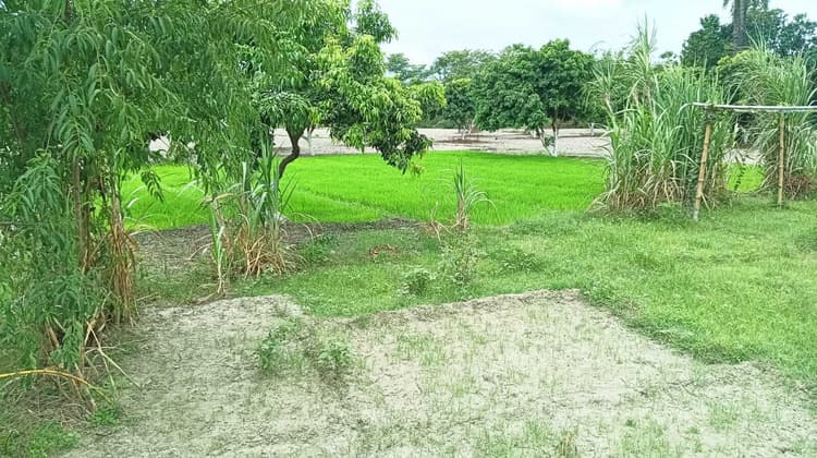 Agriculture university news from Samastipur:खेतों में मुरझा रहे धान के बिचड़े, किसान परेशान