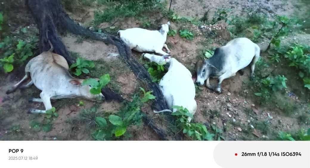 वज्रपात से पांच गाय की मौत, किसान परिवार परेशान.