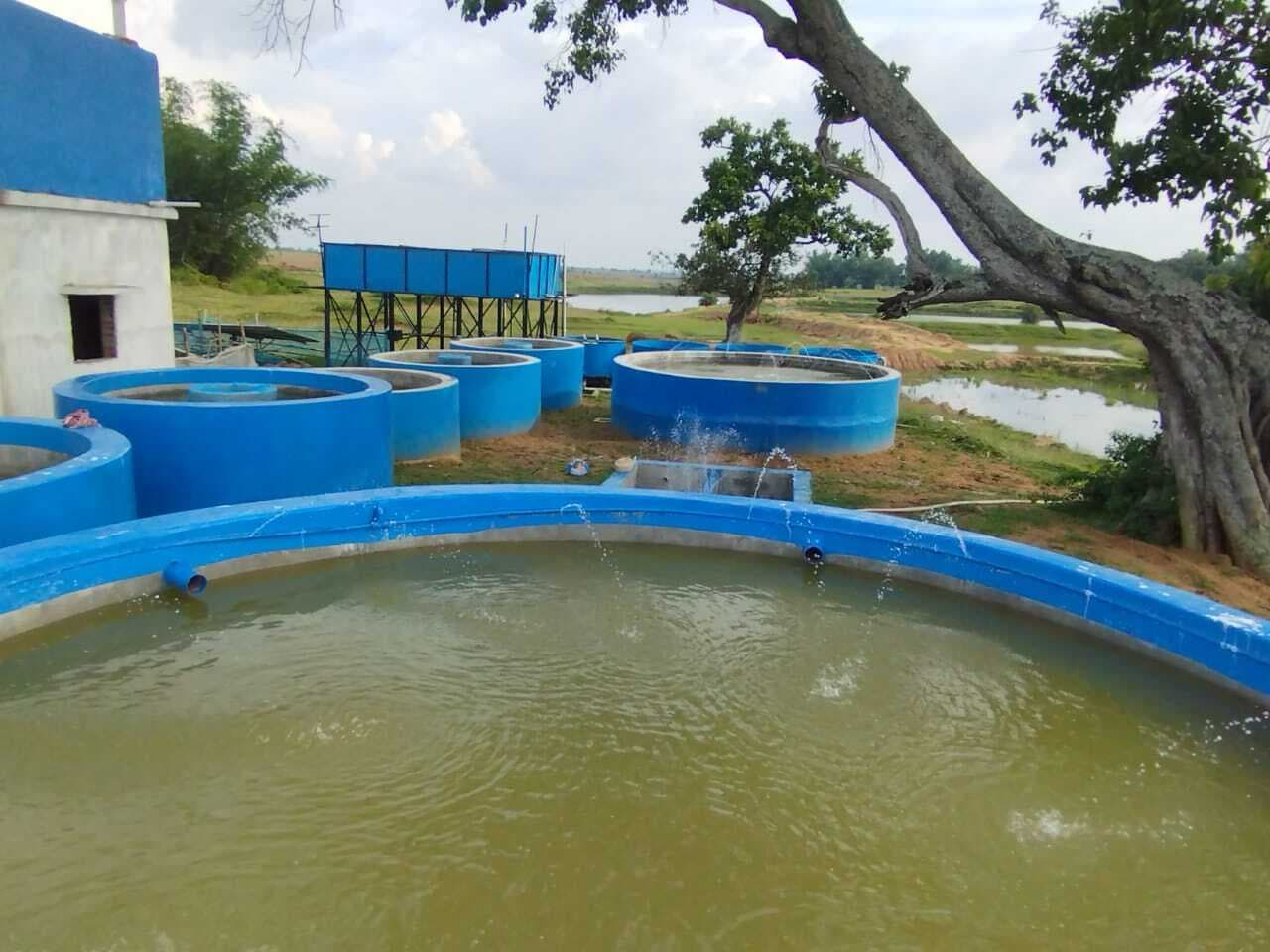 Giridih News : बेंगाबाद में शुरू की गयी हेचरी, मछली पालन को मिलेगा बढ़ावा