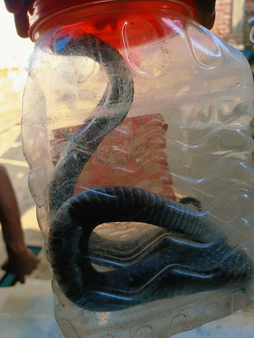 Bettiah : नेचर गाइड के घर में निकला छह फीट का कोबरा सांप, हुआ रेस्क्यू