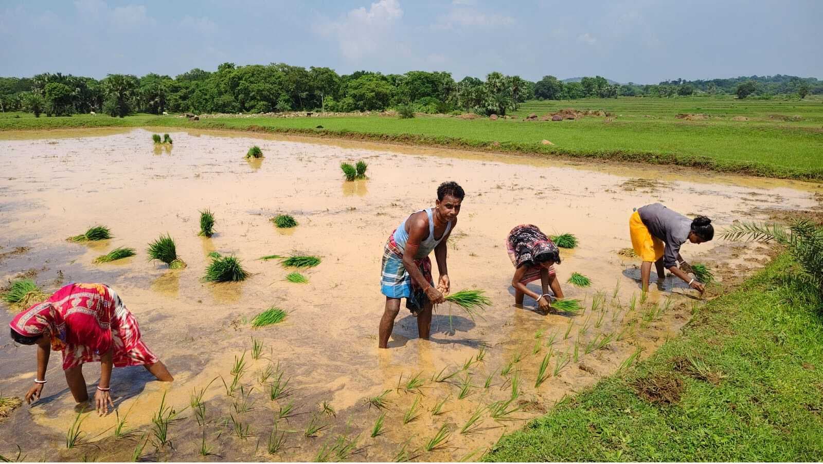 लगातार बारिश से किसानों के चेहरे खिले, धनरोपनी में जुटे किसान