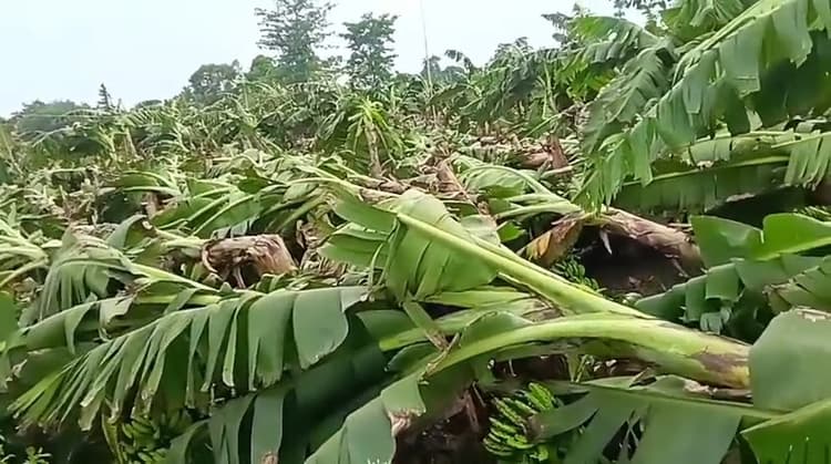 तेज हवा के साथ बारिश ने केला की फसल को पहुंचाया नुकसान