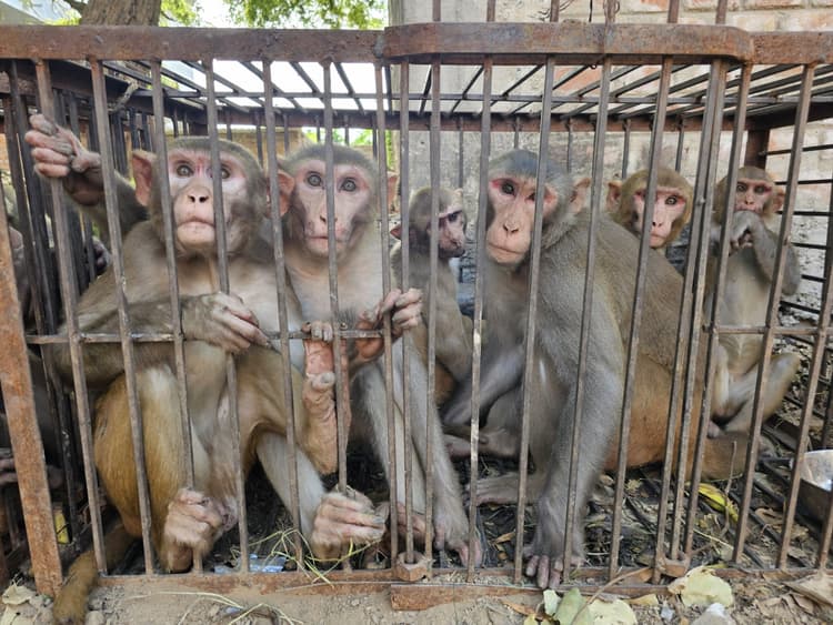 आरा में पकड़े गये बंदरों का नया आशियाना होगा कैमूर का जंगल