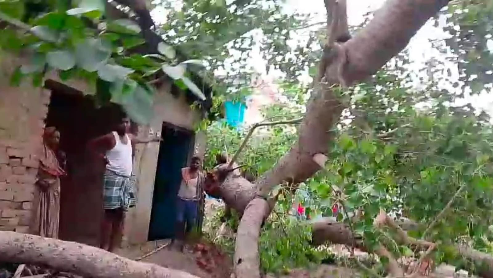 बिच्छा में घर पर गिरा पीपल का पेड़, गृहिणी घायल