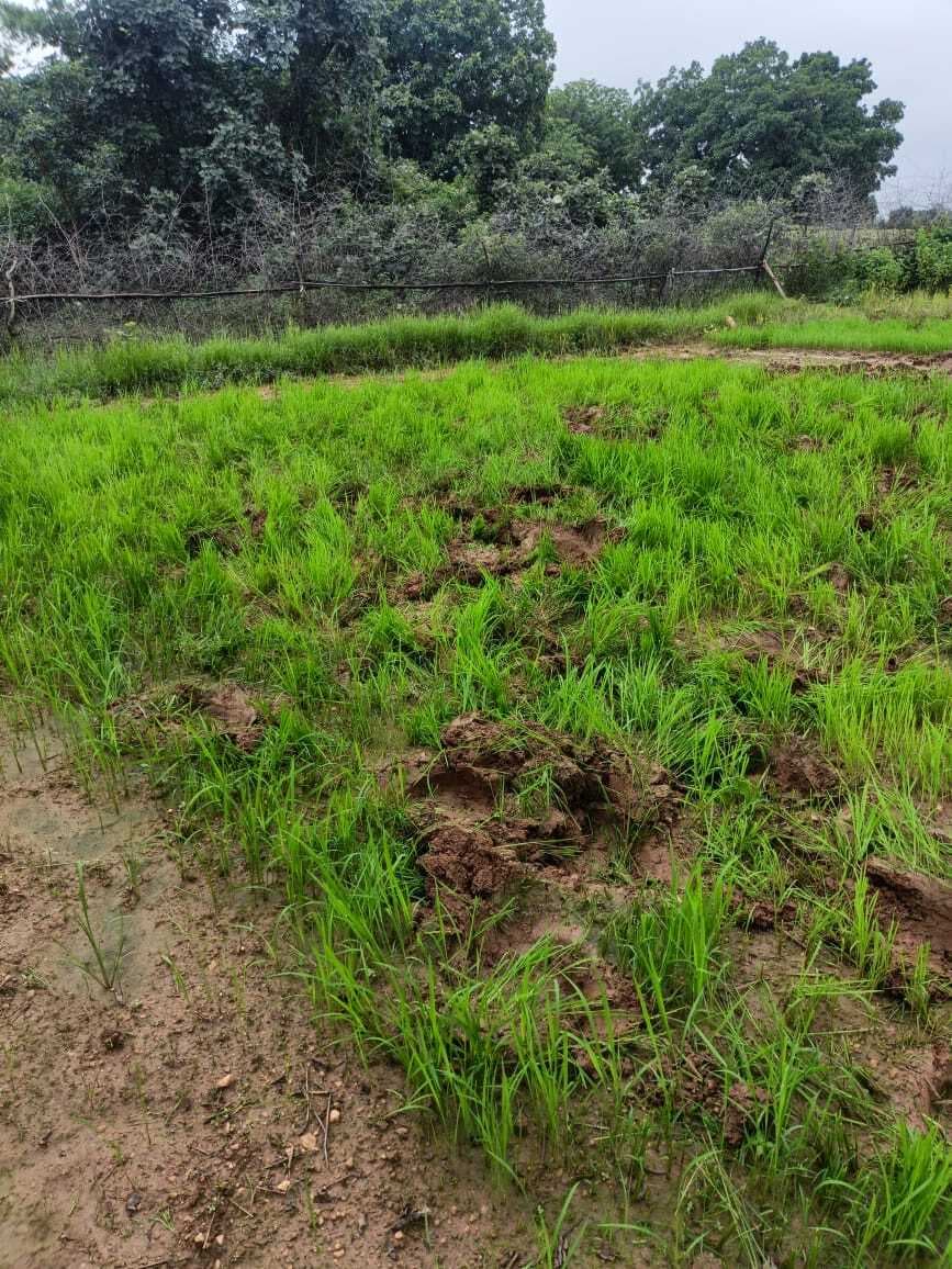 Giridih News :हाथियों ने डोरियो गांव में मचाया उत्पात, फसलें रौंदी