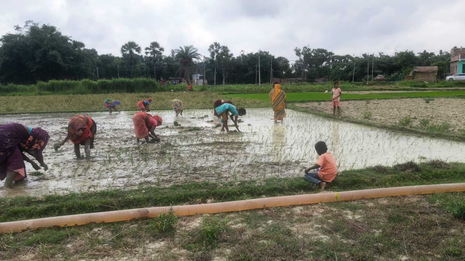 Darbhanga News: बारिश की आस में निजी पंपसेट से पटवन कर धान की रोपनी कर रहे किसान