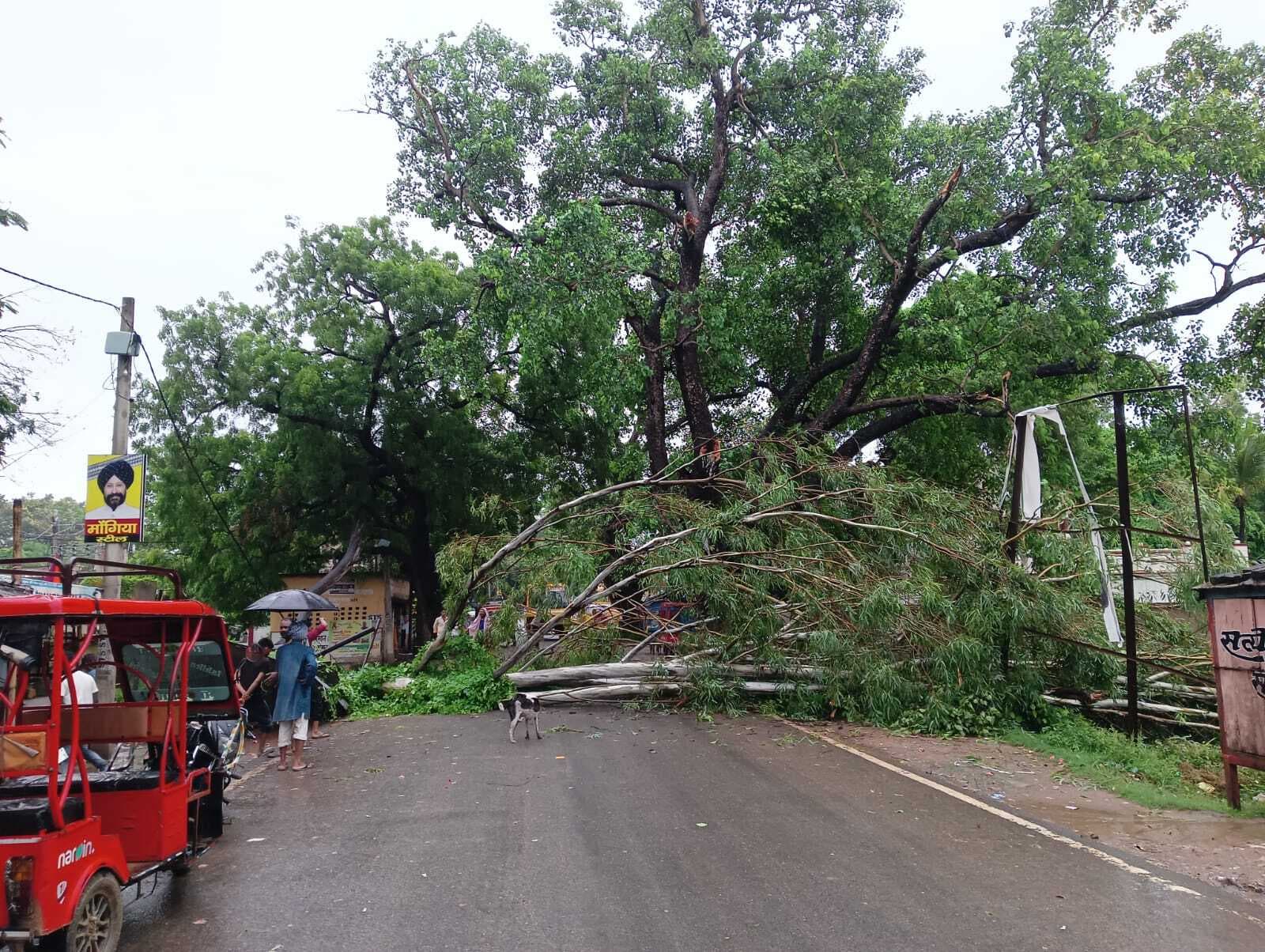 पेड़ गिरने से हाइटेंशन तार टूटा, एक घंटे तक रहा जाम और बिजली आपूर्ति ठप
