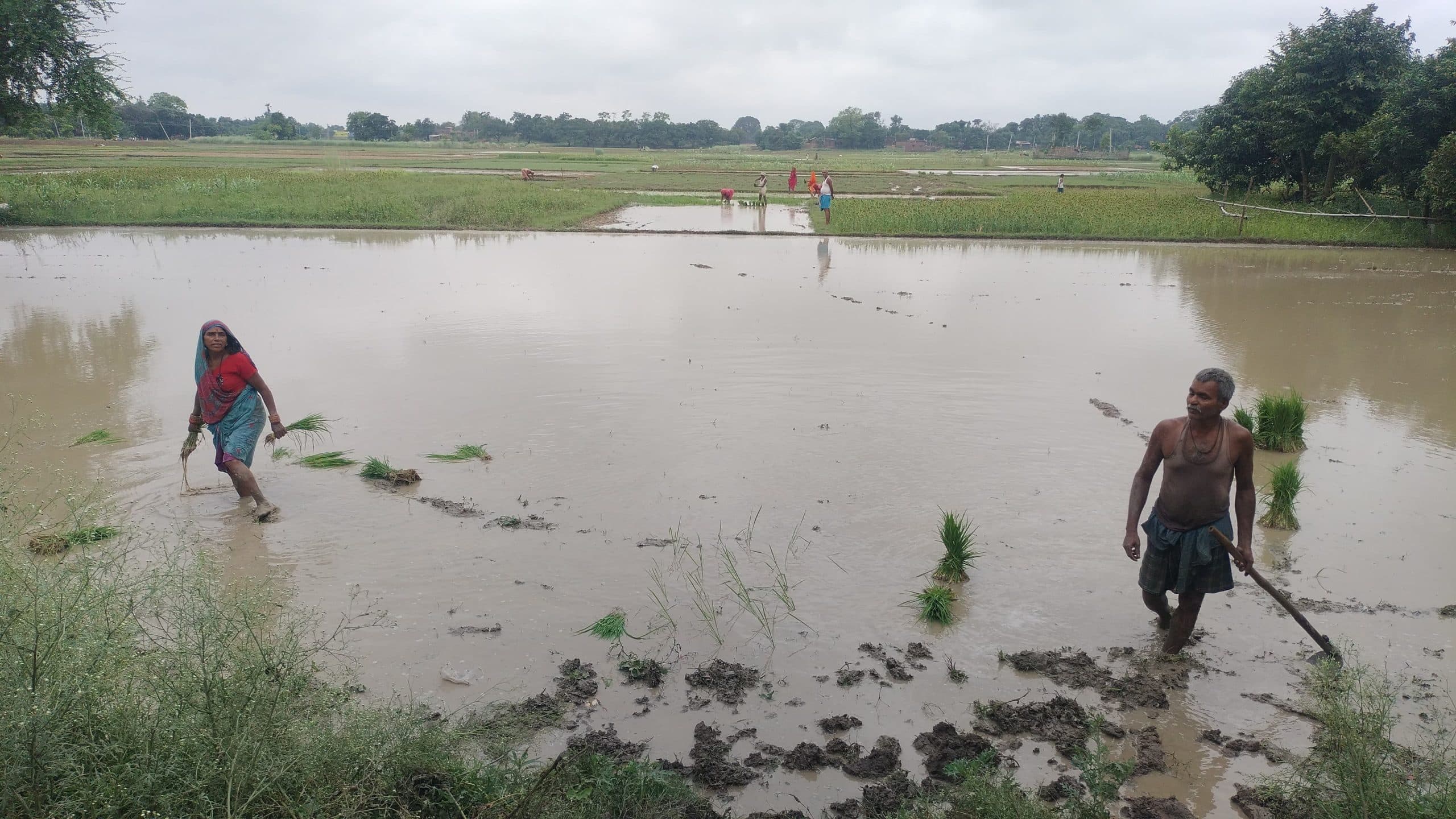 Darbhanga News: मौसम ने ली करवट, झमाझम बारिश ने लौटाई आम से खास तक का सुकून