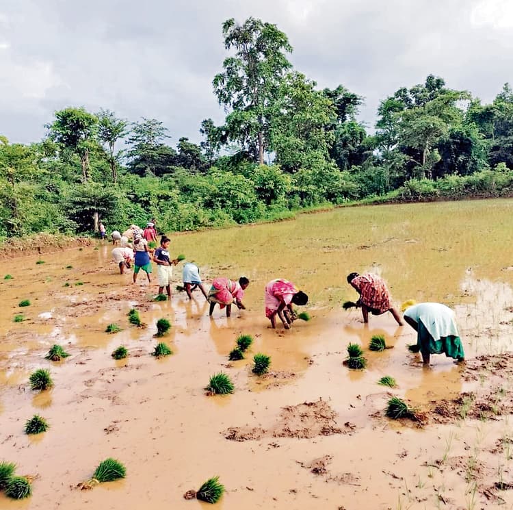 Seraikela Kharsawan News : जुलाई में रिकॉर्ड बारिश, खेती प्रभावित