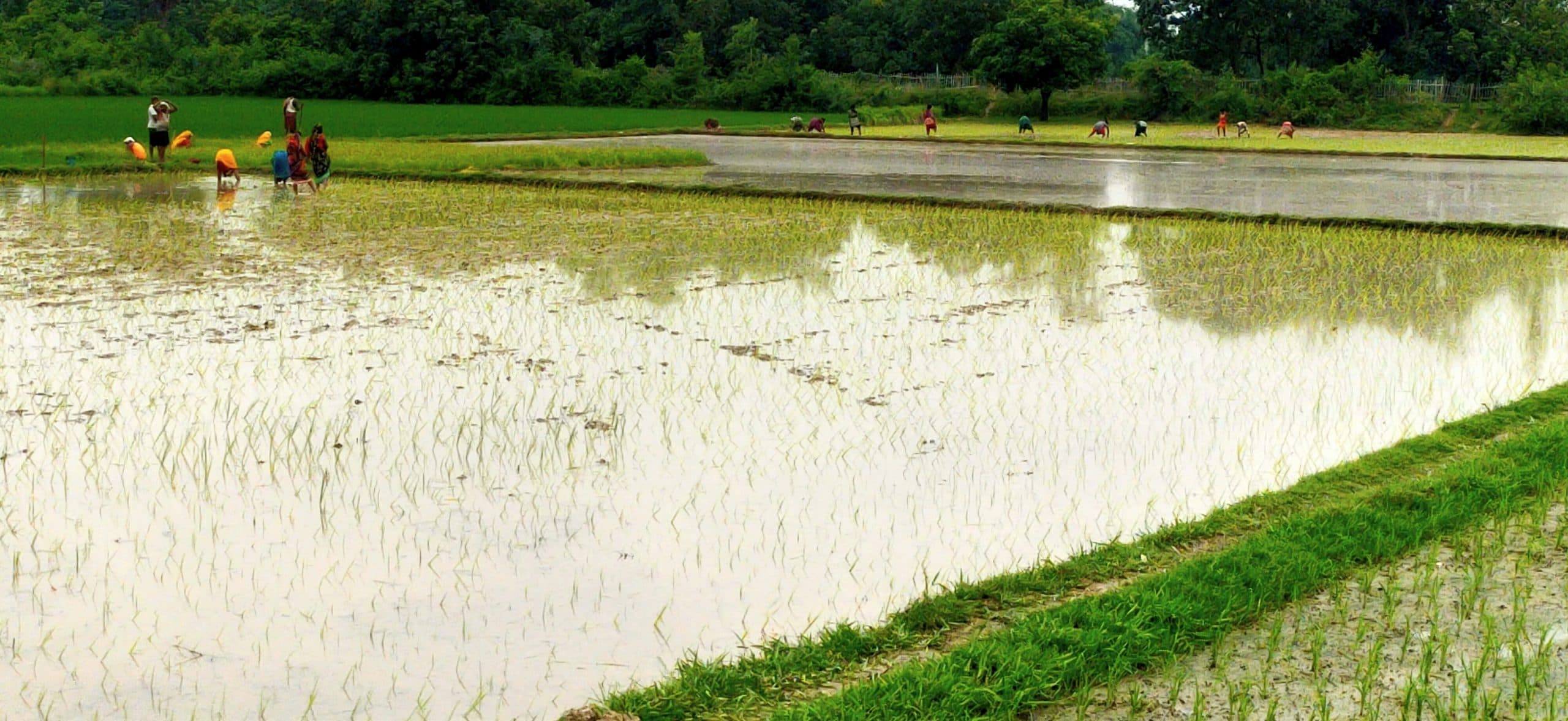 Darbhanga News: हल्की बूंदाबांदी के बीच नलकूप से पटवन कर धान की रोपनी में जुटे किसान