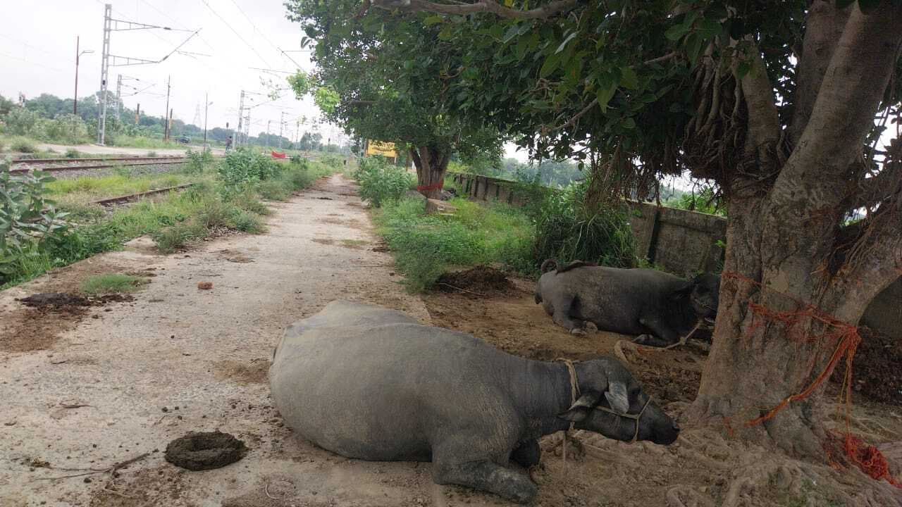 Darbhanga News: जगदीशपुर स्टेशन पर यात्रियों के बैठने की जगह बंधे रहते मवेशी