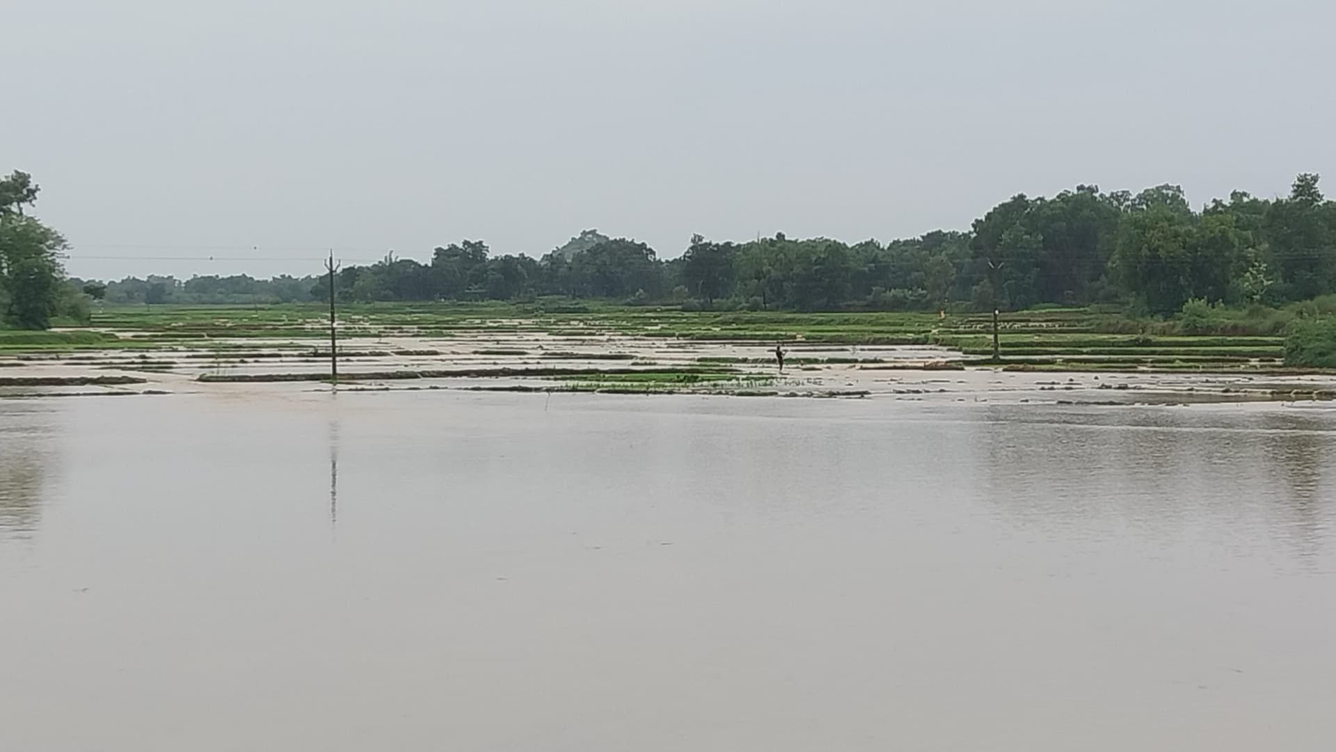 Giridih News :जलमग्न हुए खेत, बह गये मेड़, बिचड़ा व मिट्टी