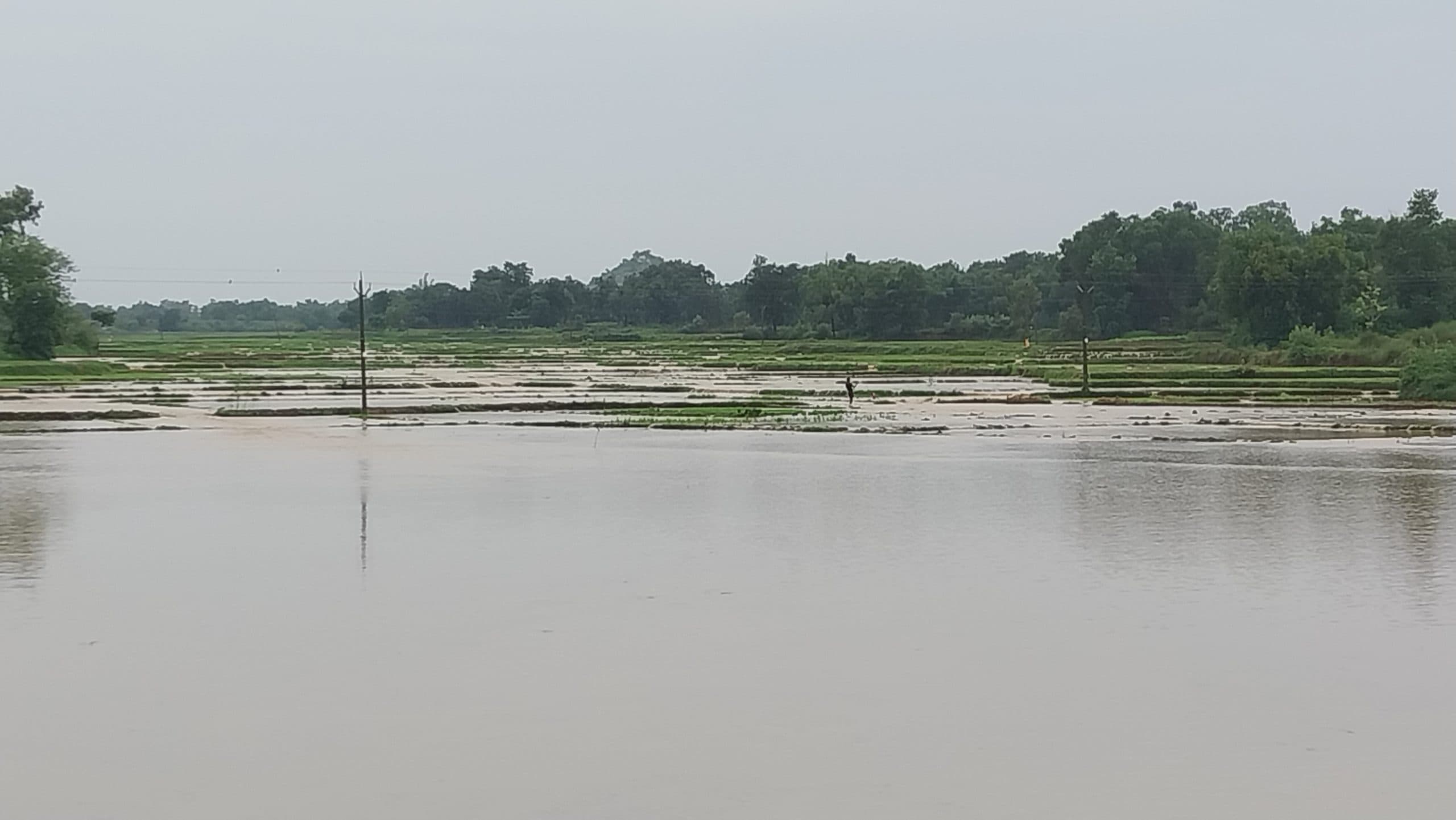 Giridih News :जलमग्न हुए खेत, बह गये मेड़, बिचड़ा व मिट्टी