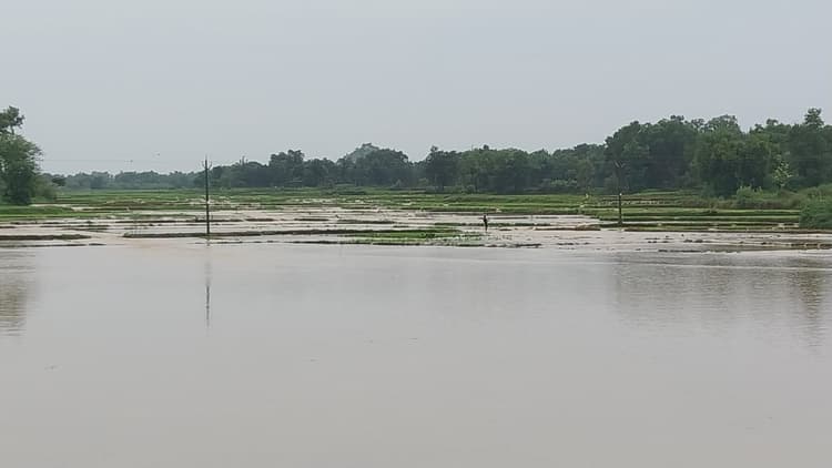 Giridih News :जलमग्न हुए खेत, बह गये मेड़, बिचड़ा व मिट्टी