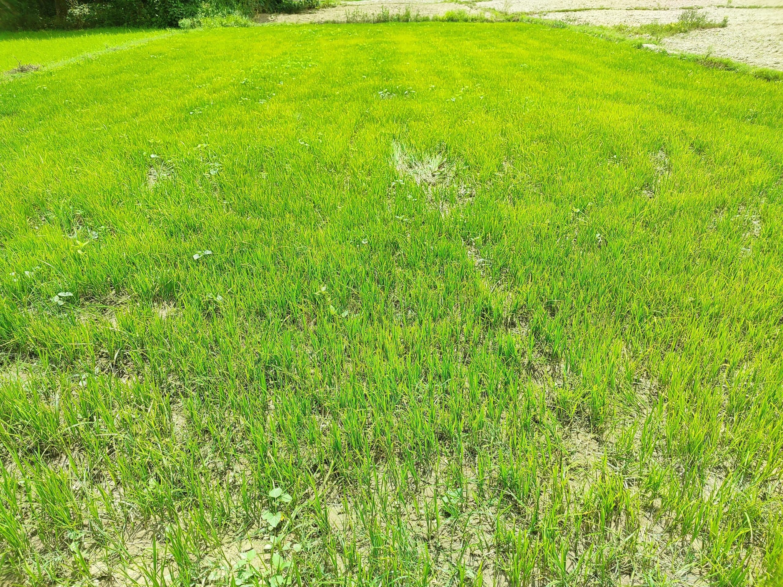 धनरोपनी के लिए अभी भी बारिश की बाट जोह रहे हैं किसान