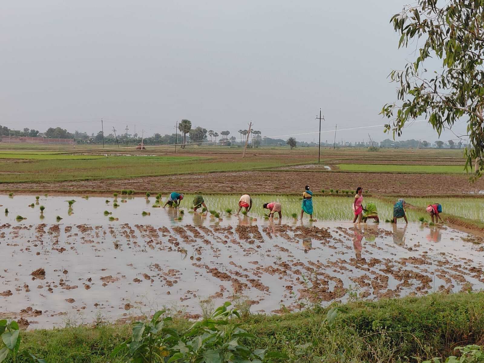 बांका में 21 फीसदी धनरोपनी पूरी, बारिश से बिचड़े को बड़े पैमाने पर नुकसान