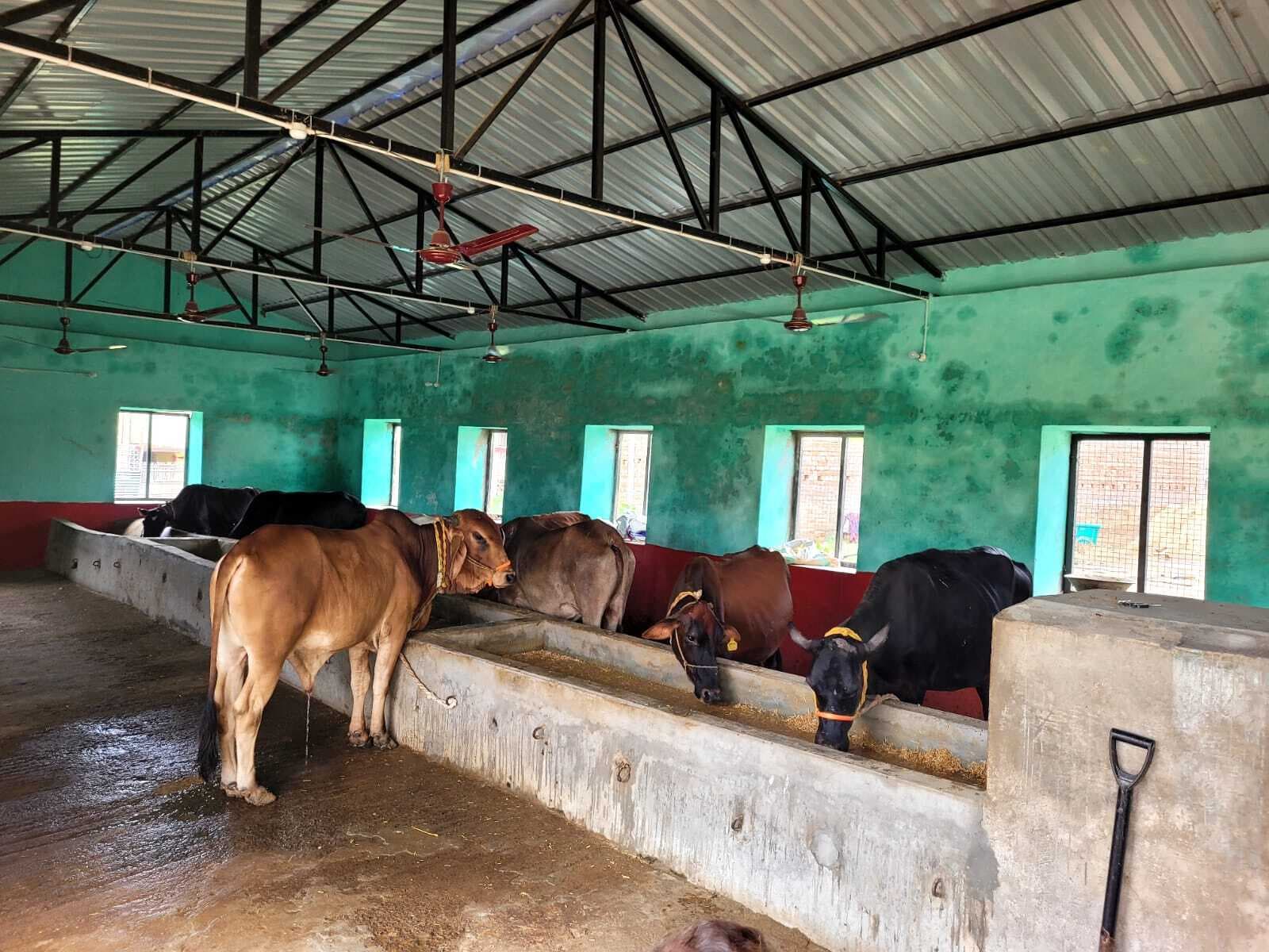 Madhubani News : शेड का निर्माण होने से गौशाला में लौटी रौनक