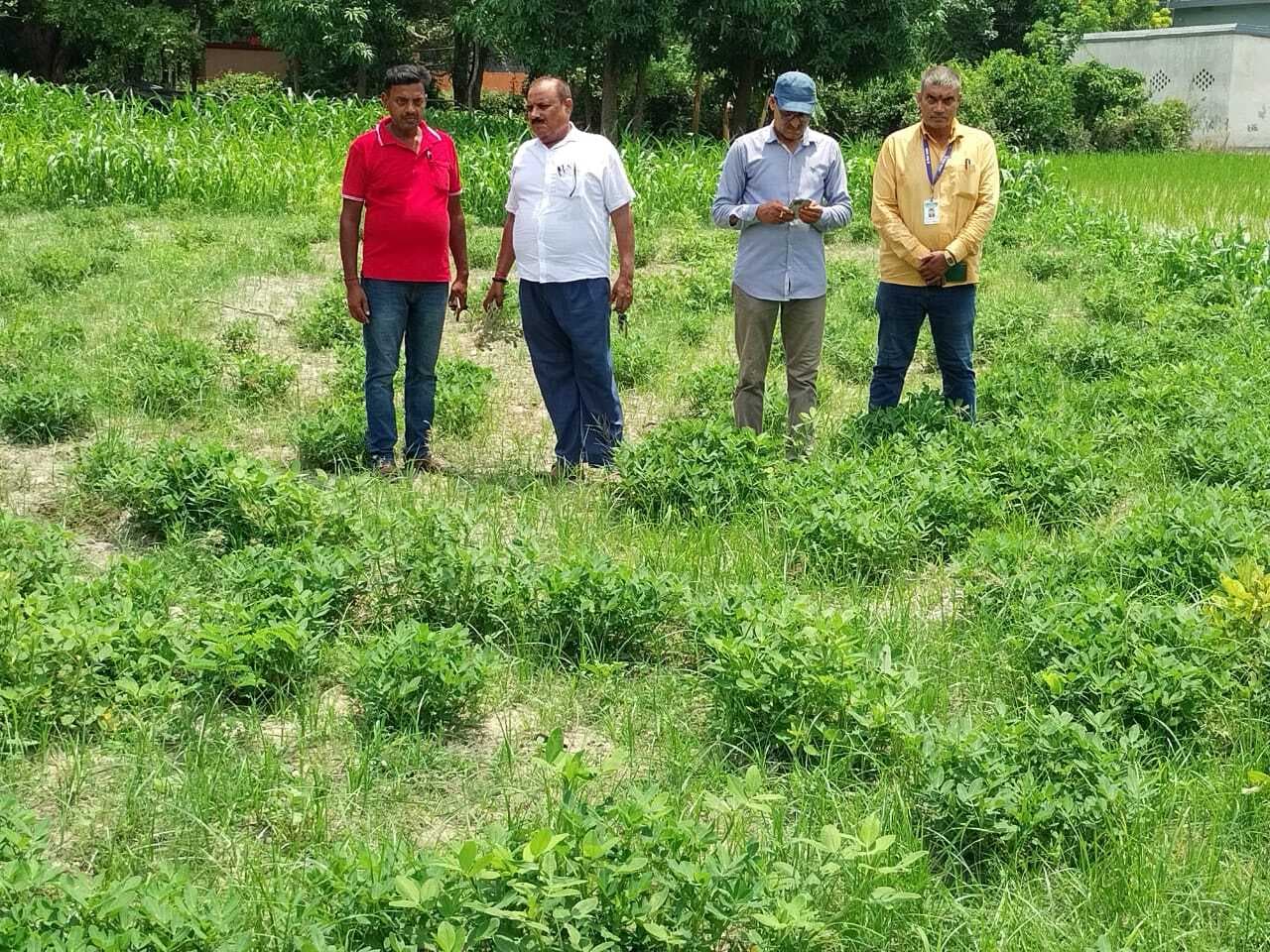 Motihari: कृषि विभाग की टीम ने खेत में जाकर मूंगफली का लिया जायजा