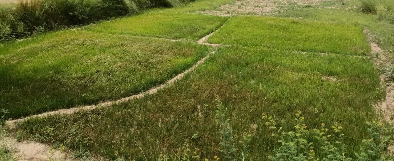 Darbhanga News: मौसम ने दिया दगा, प्रखंड में धान की बोआई ठप