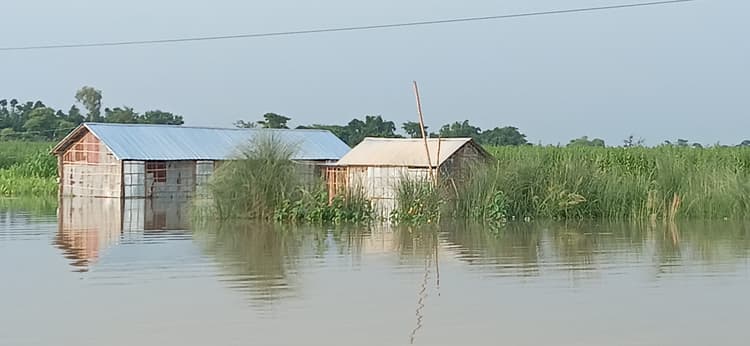 बाढ़ का पानी फैलने से मक्का व पटसन की फसल को पहुंचा नुकसान