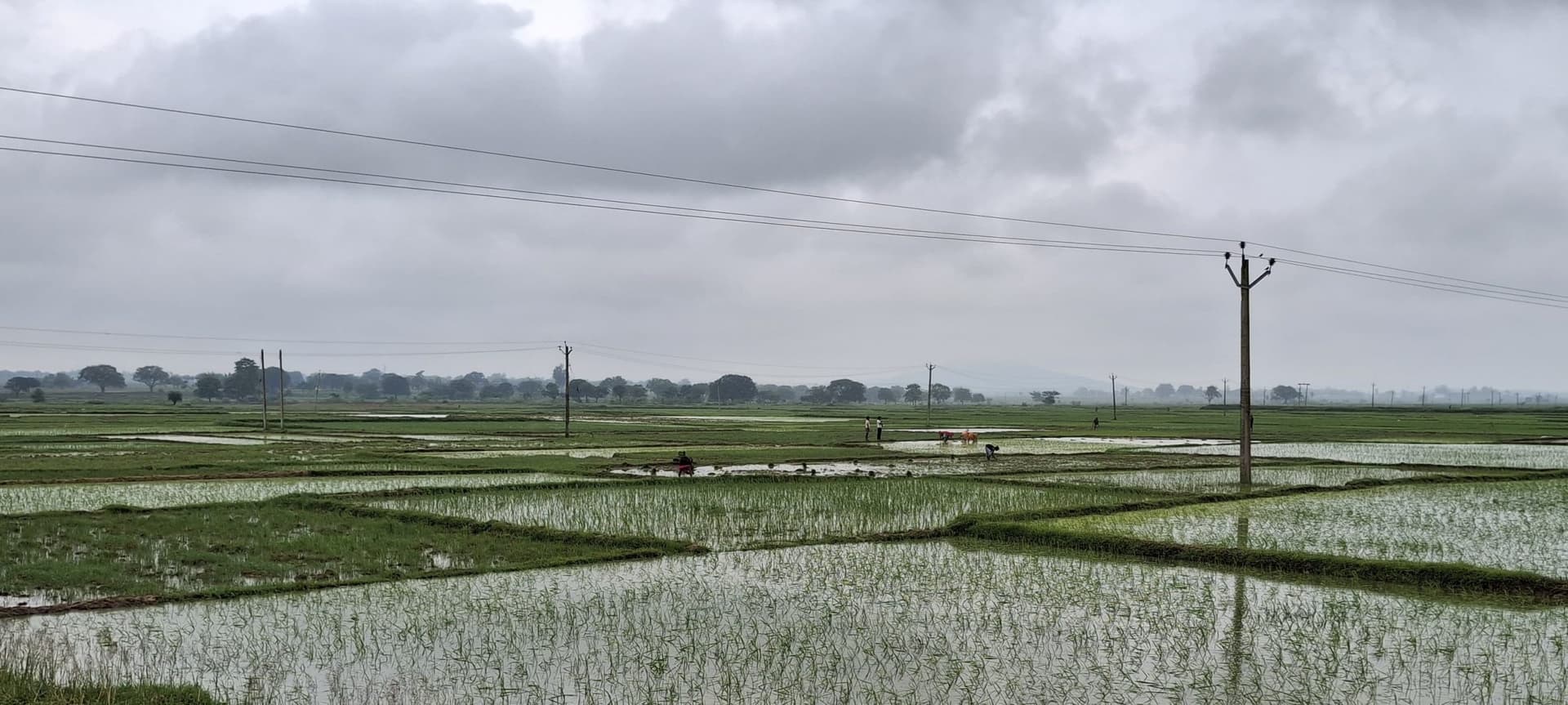 Giridih News :देवरी में हुई 70 फीसदी धनरोपनी