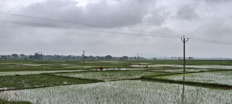 Giridih News :देवरी में हुई 70 फीसदी धनरोपनी